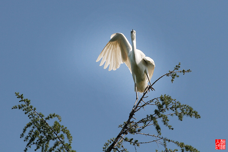 白鹭IMG_4387.jpg
