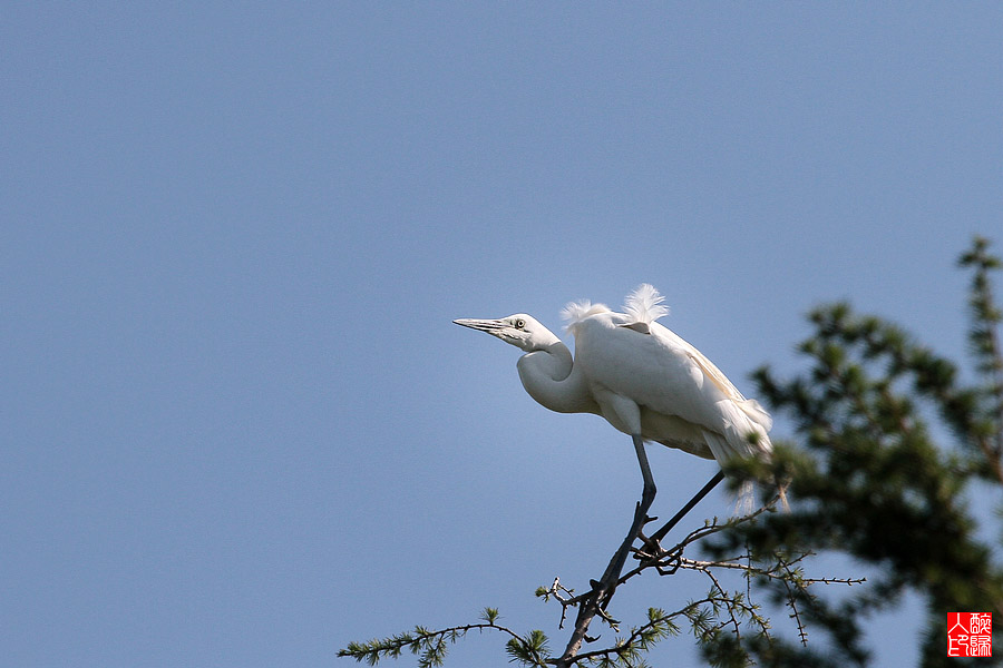 白鹭IMG_4288.jpg