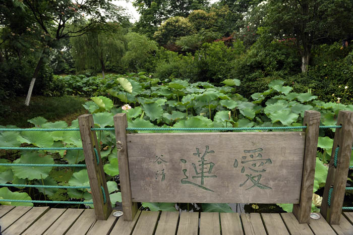 _MYS2591.jpg
