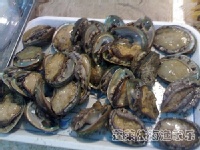 鲍鱼.jpg