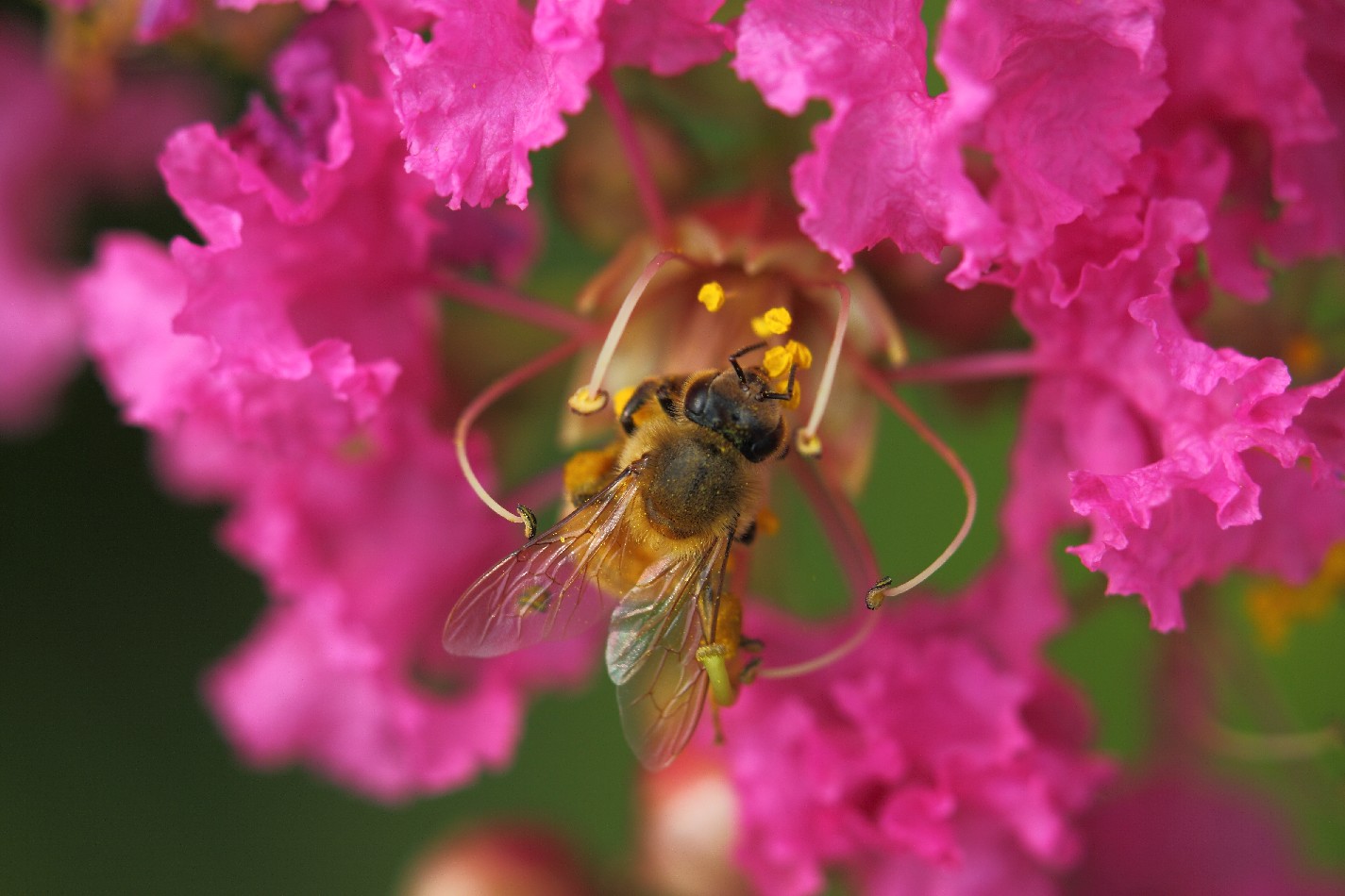 蜜蜂围着花儿