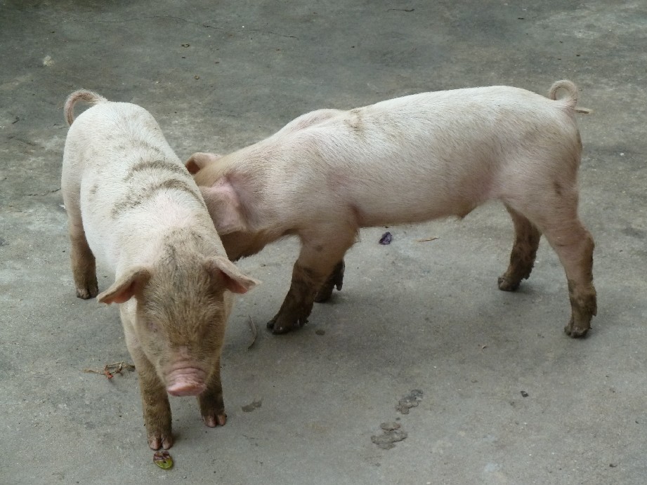 农家养的猪