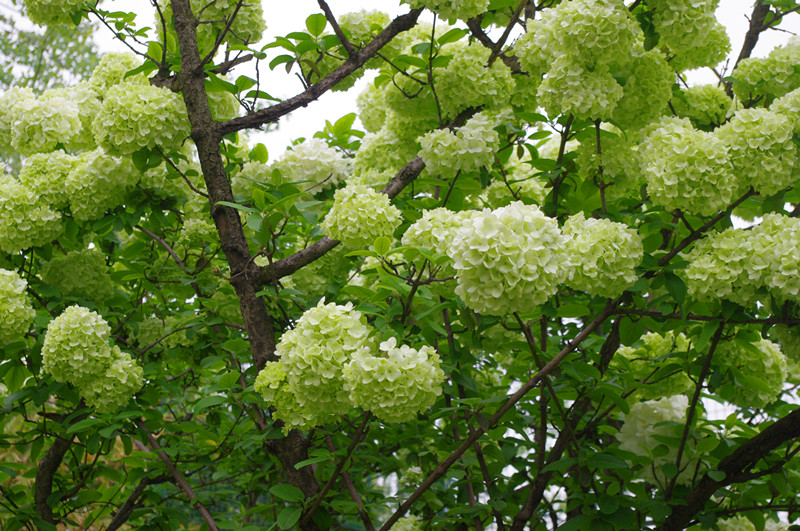 IMGP8425_副本.jpg