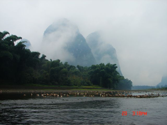 群鸭