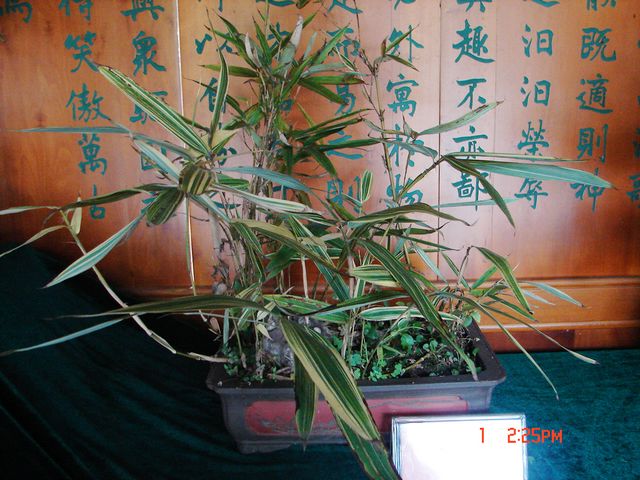 白纹阴阳竹
