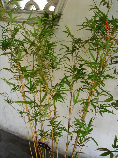 琴鱼竹