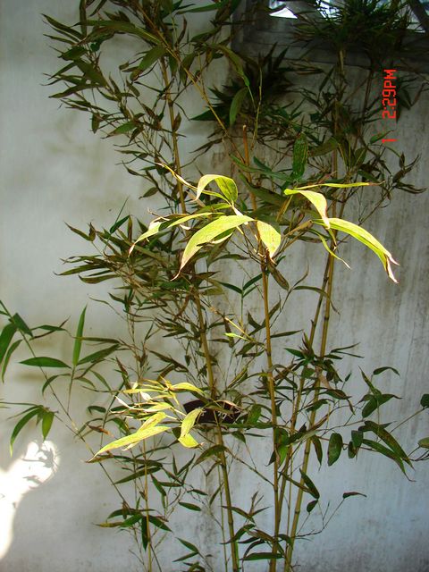 寿竹