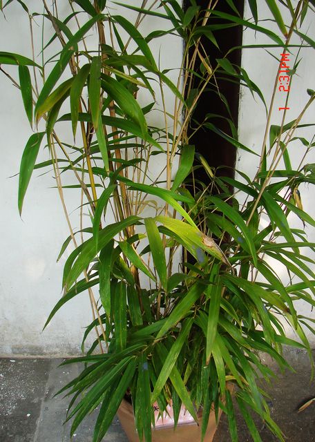 矢竹