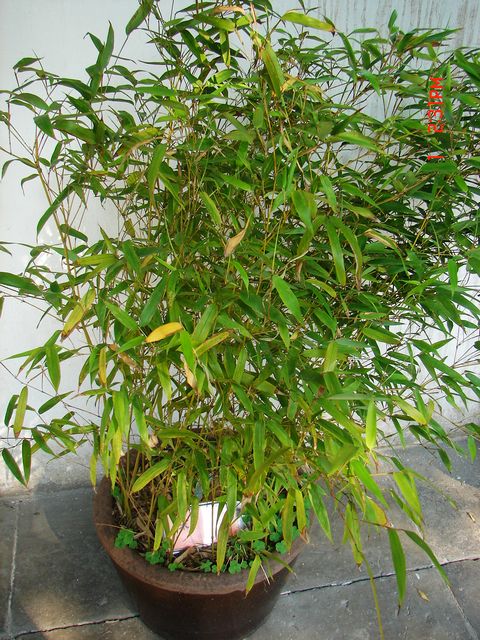 木竹