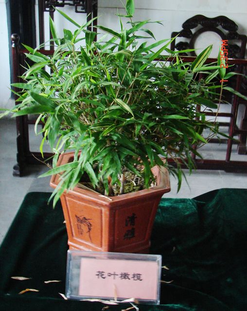 DSC09765.JPG