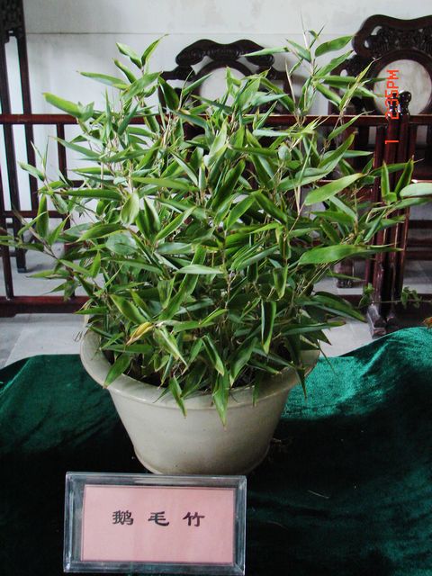 DSC09767.JPG