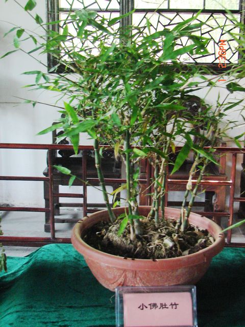 DSC09769.JPG