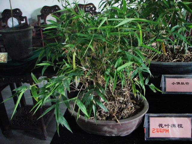DSC09787.JPG