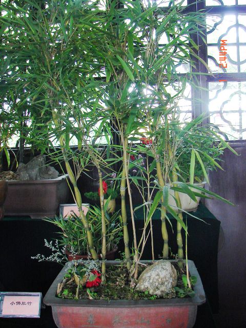 DSC09785.JPG