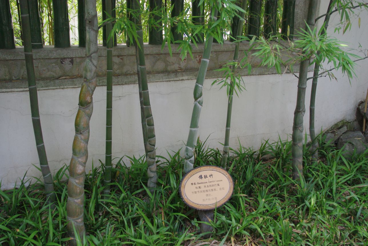 IMGP4726.JPG
