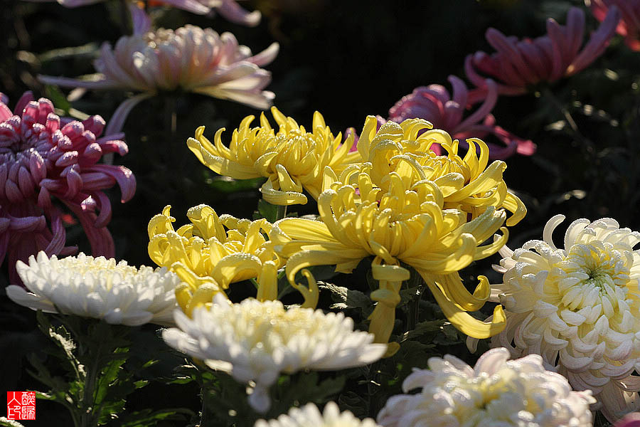 菊花IMG_2054.jpg
