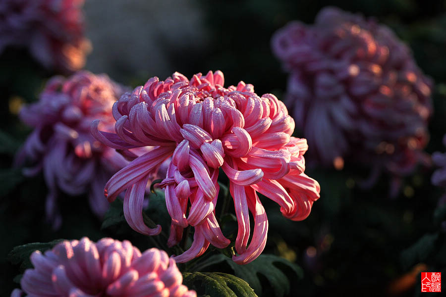 菊花IMG_2022.jpg