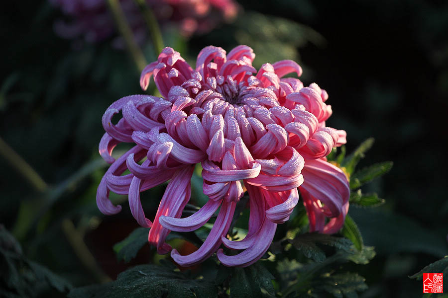 菊花IMG_2023.jpg