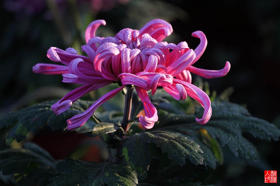 菊花IMG_2025.jpg