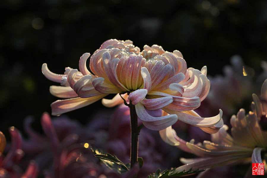 菊花IMG_2032.jpg