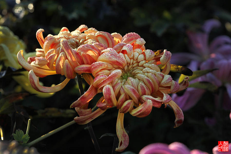 菊花IMG_2034.jpg