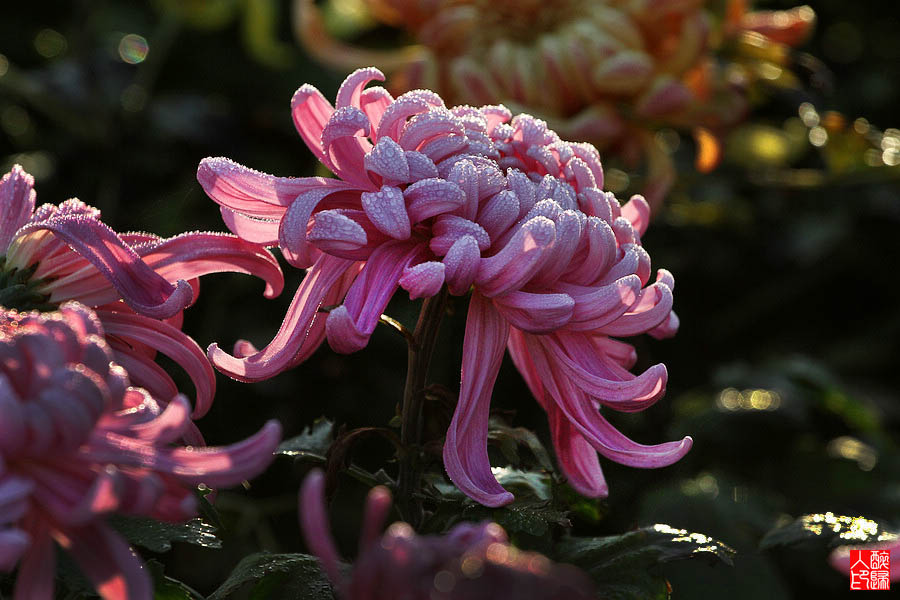 菊花IMG_2035.jpg