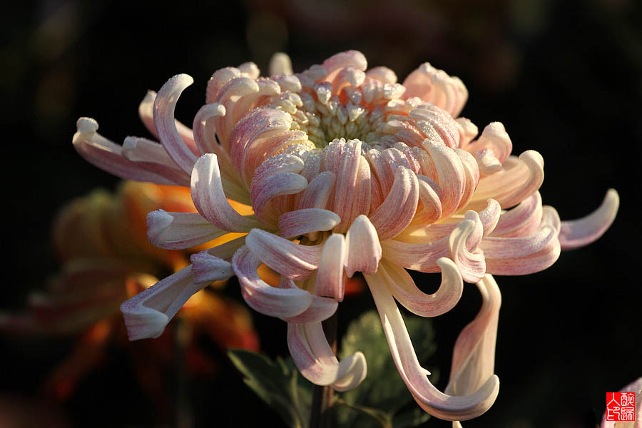 菊花IMG_2039.jpg