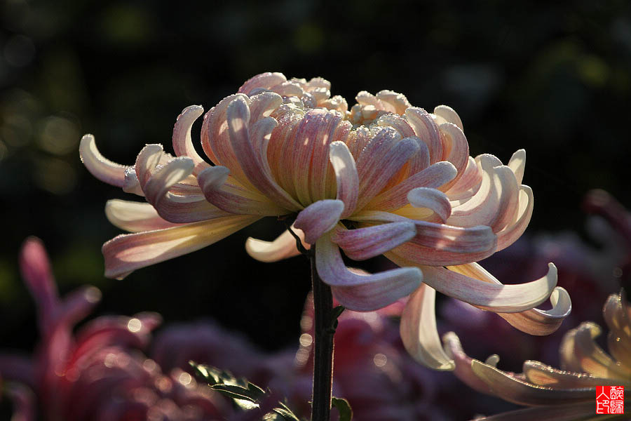 菊花IMG_2043.jpg