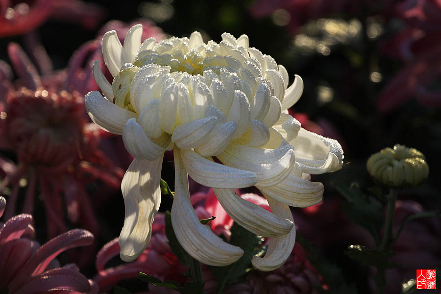 菊花IMG_2046.jpg