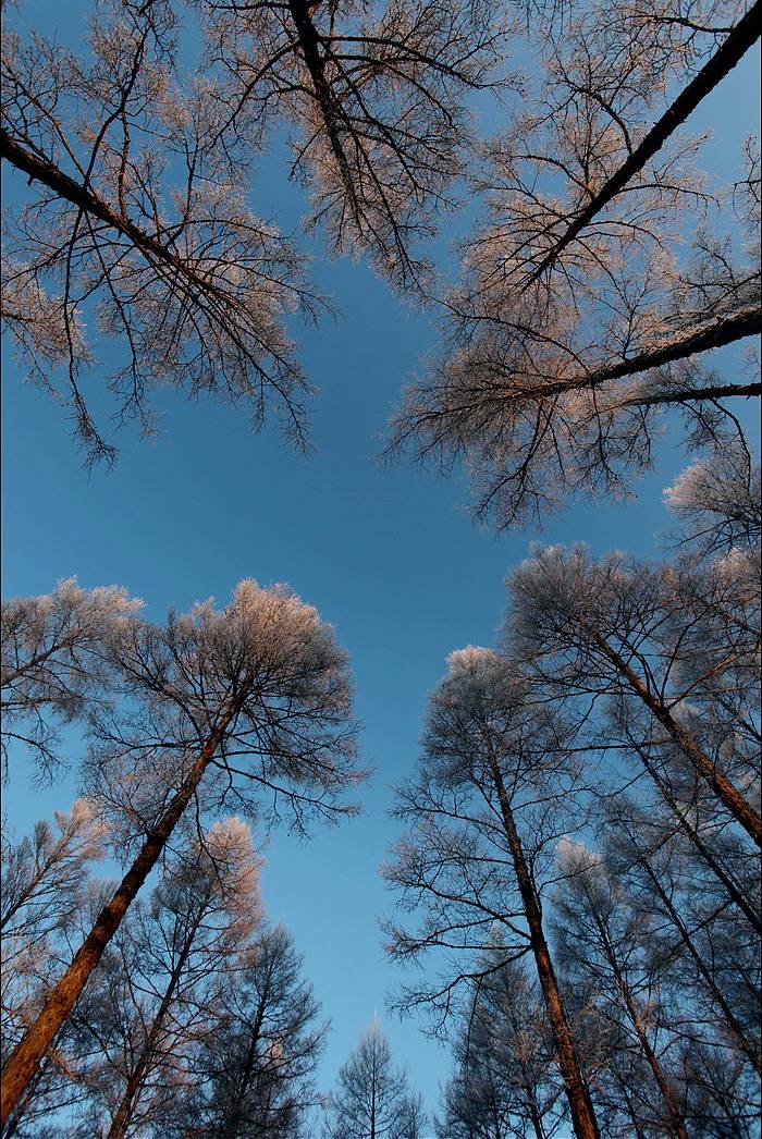 落叶松.jpg