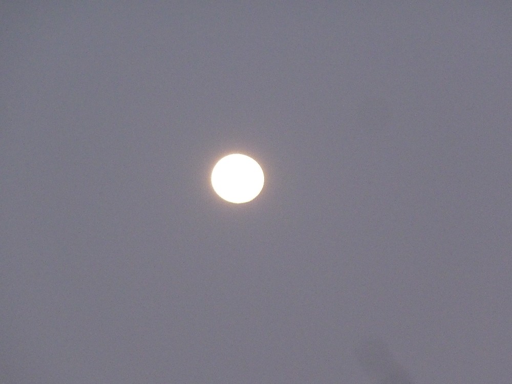BigBull_P1130914.JPG