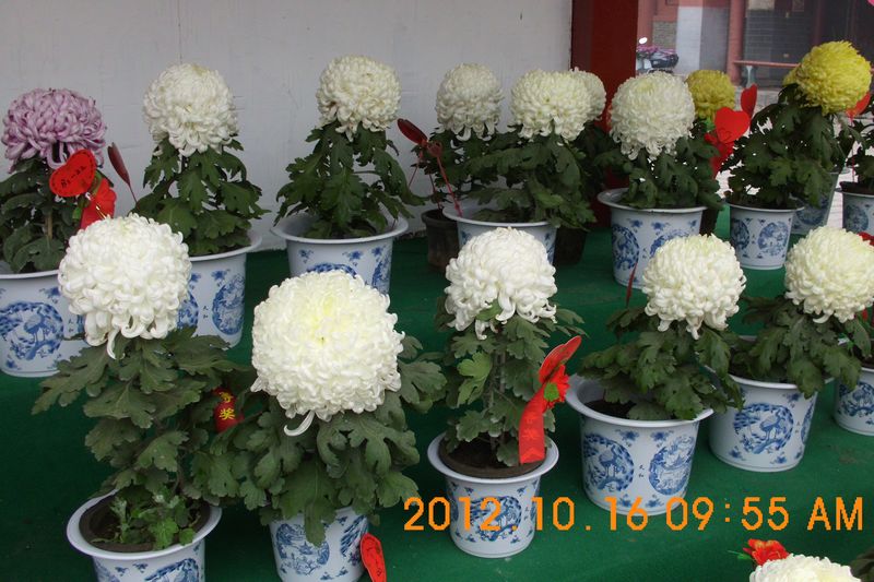 DSCI7489.JPG