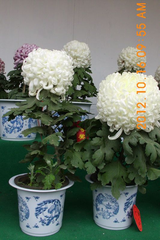 DSCI7490.JPG
