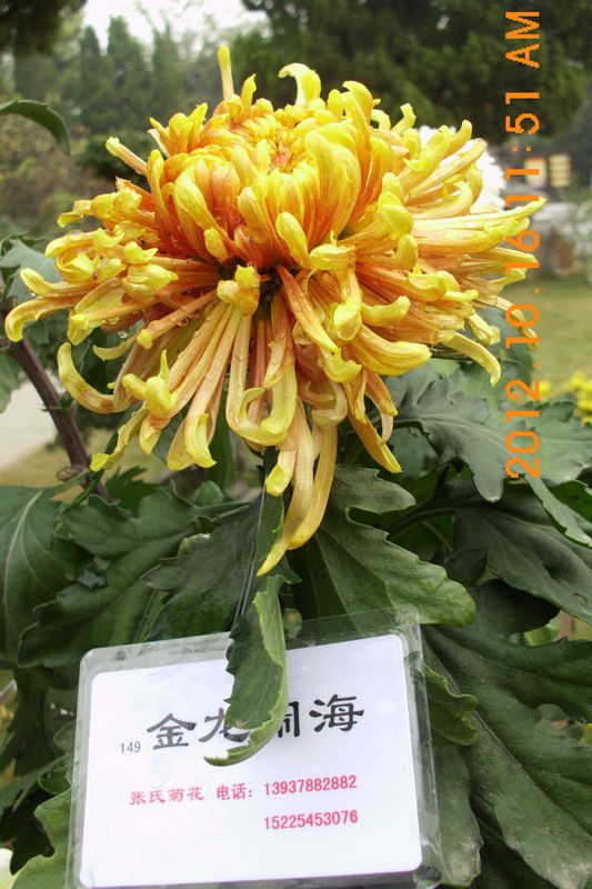 DSCI7575.JPG