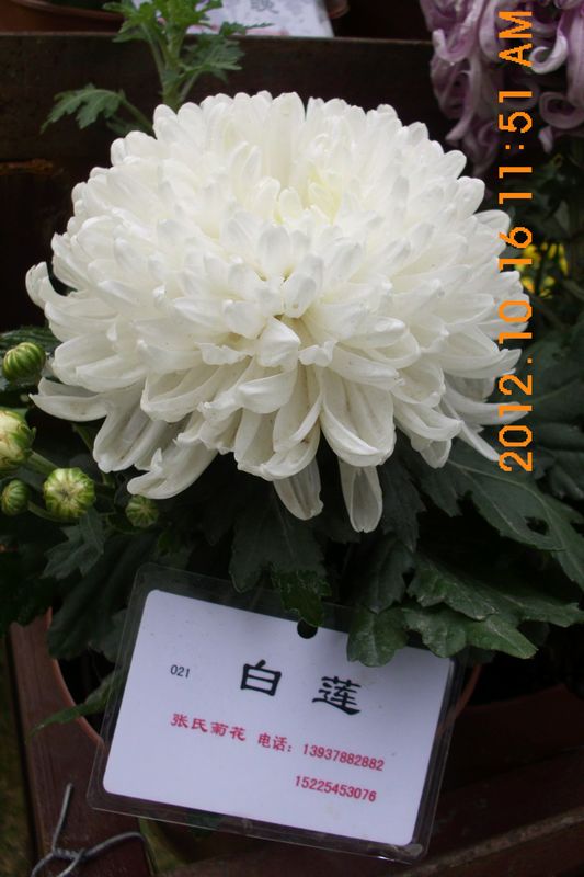 DSCI7577.JPG