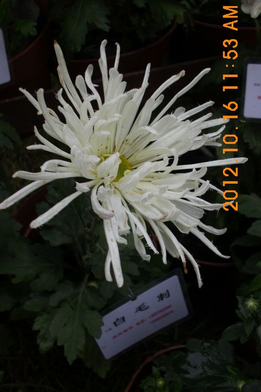DSCI7580.JPG