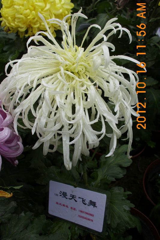 DSCI7587.JPG