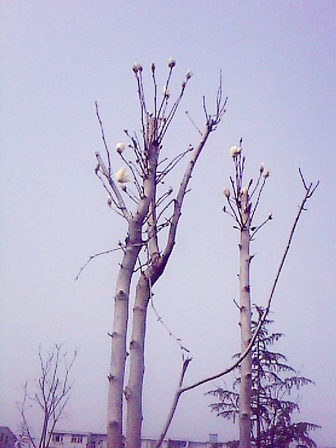IMG0398A.jpg