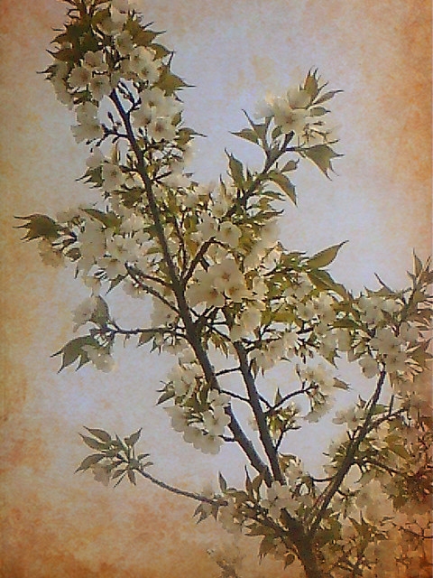 IMG0381.jpg