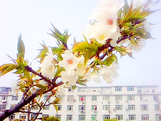 IMG0383a.jpg