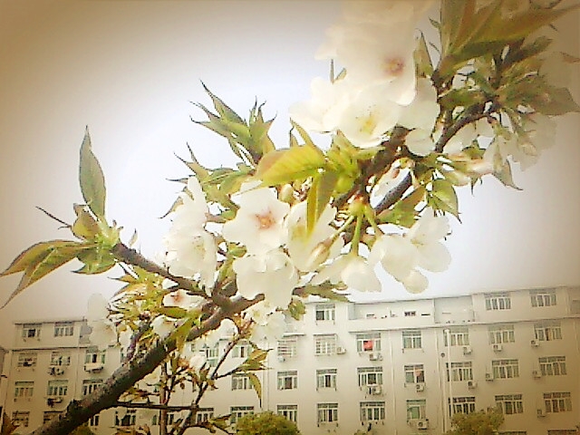 IMG0384.jpg