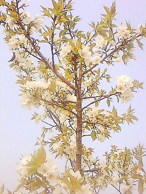 IMG0385A.jpg