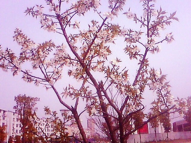 IMG0387A.jpg