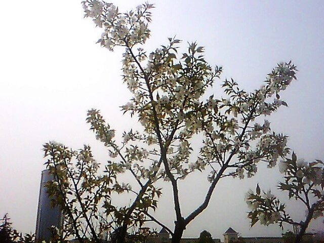 IMG0388A.jpg