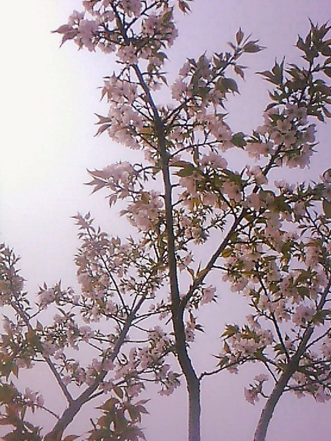 IMG0389A.jpg