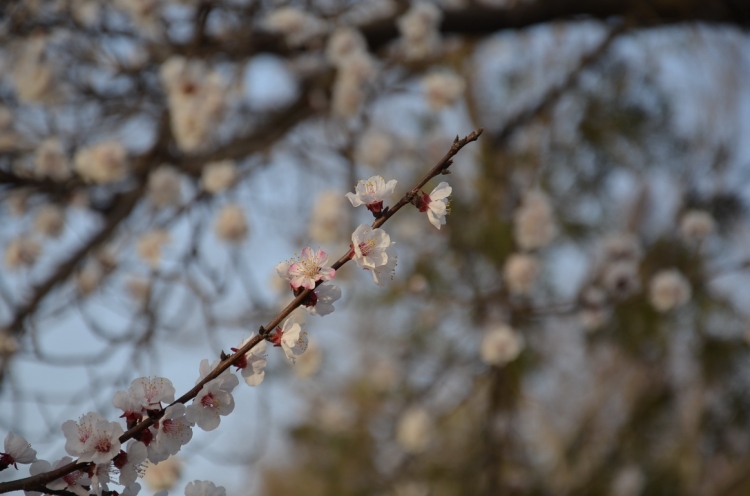 DSC_0008.jpg