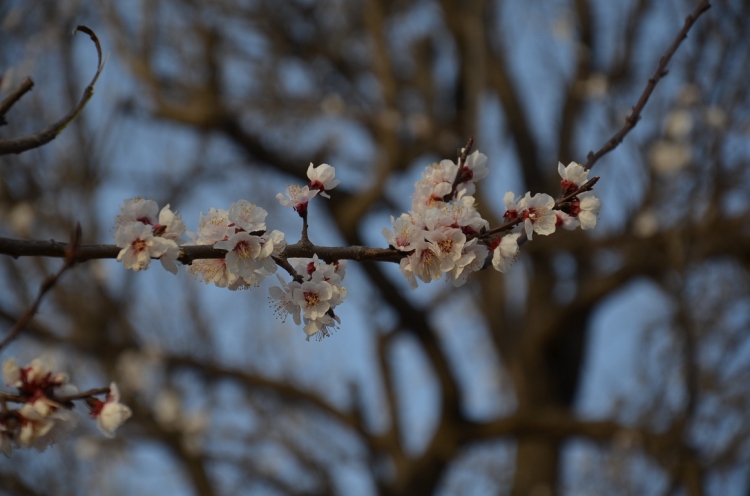 DSC_0011.jpg