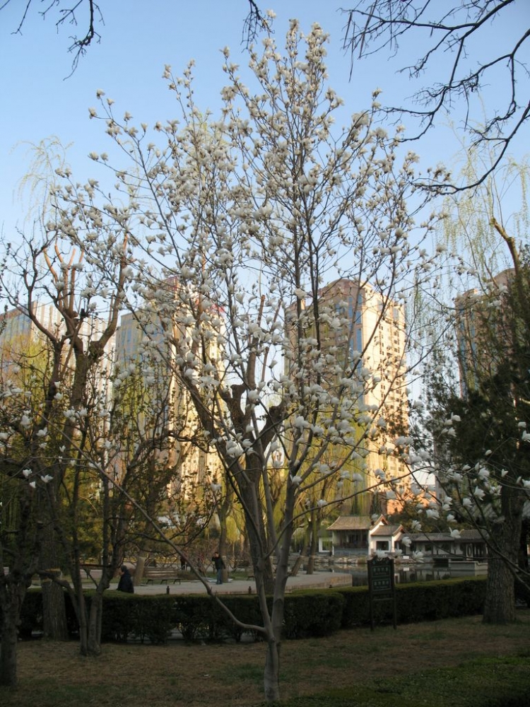 IMG_5045.JPG