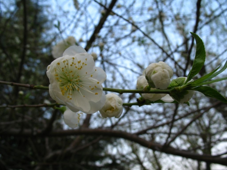 IMG_5297.JPG
