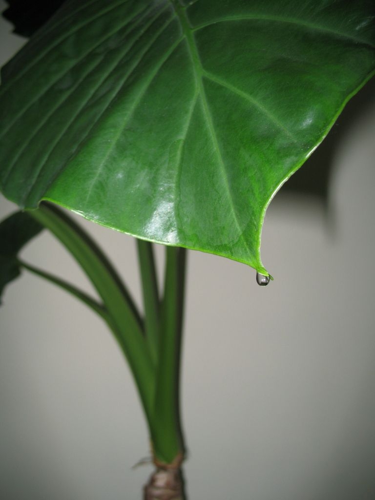 IMG_5532.JPG